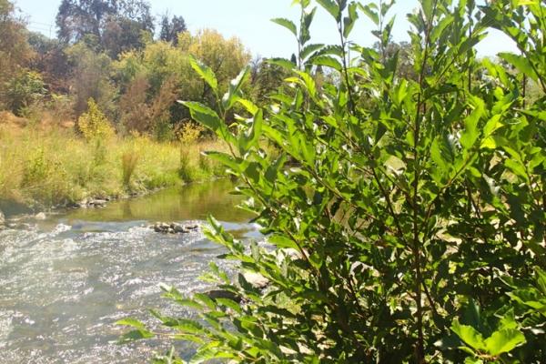 Yolo Bypass And Putah Creek Restoration Projects | Salmonid Restoration ...